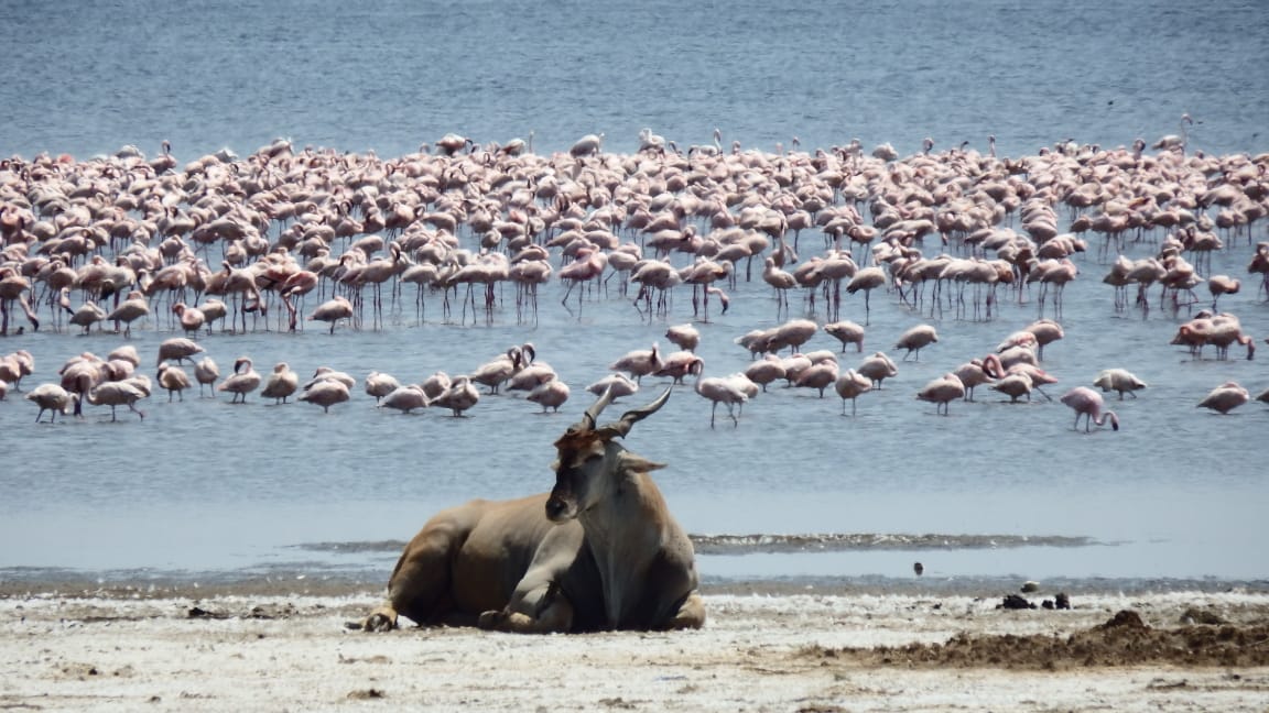 African Hartebeest Safaris